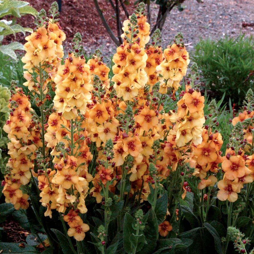 'Honey Dijon' Mullein (Verbascum)