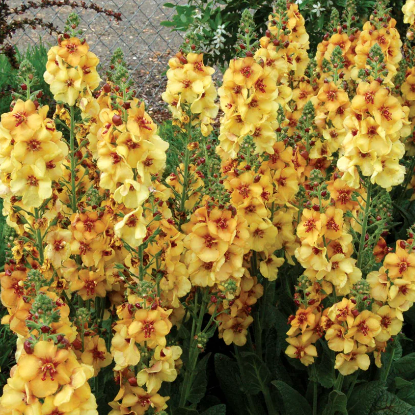 'Honey Dijon' Mullein (Verbascum) - Image 4