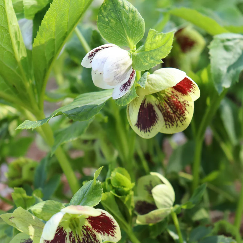 Honeymoon® Romantic Getaway Lenten Rose (Helleborus) - Image 2