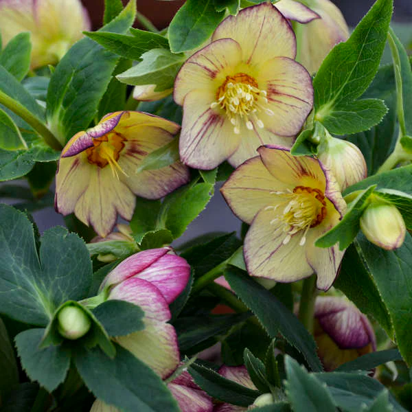 Honeymoon® Tropical Sunset Lenten Rose (Helleborus)