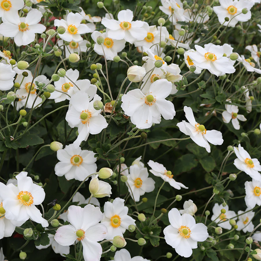 'Honorine Jobert' Japanese Anemone