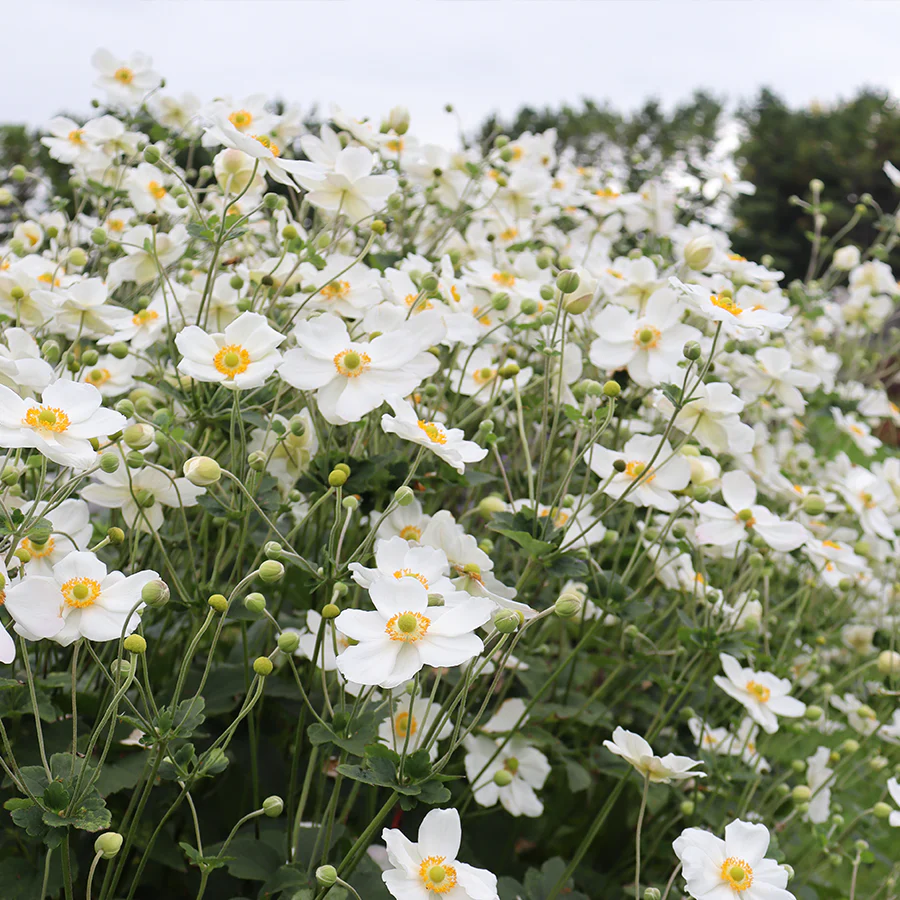 'Honorine Jobert' Japanese Anemone - Image 2