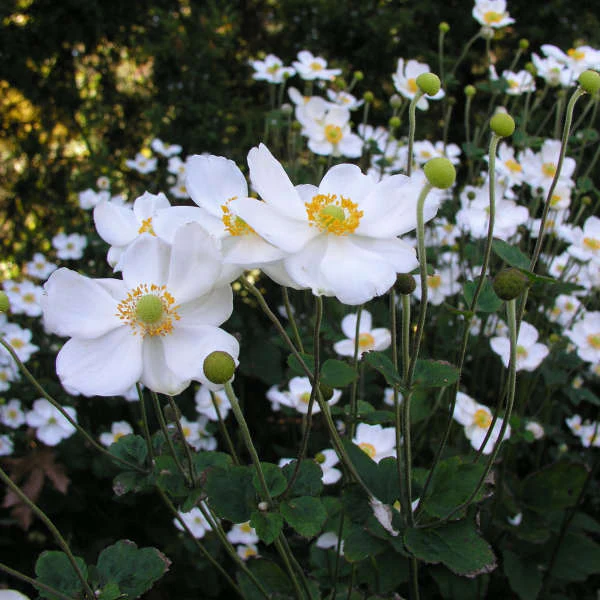 'Honorine Jobert' Japanese Anemone - Image 3