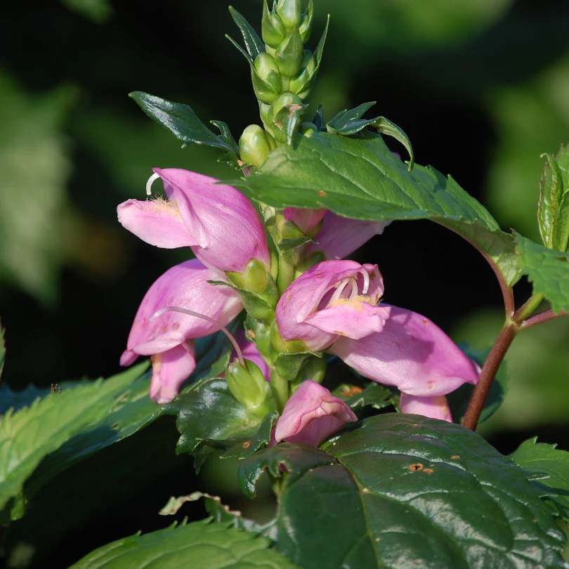 'Hot Lips' Pink Turtlehead (Chelone)