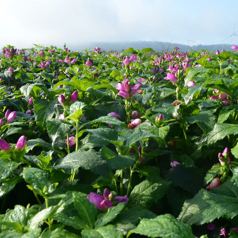 'Hot Lips' Pink Turtlehead (Chelone) - Image 3