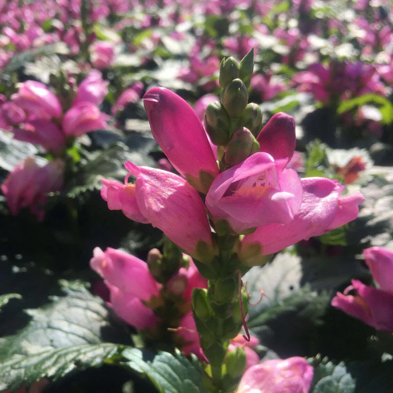 'Hot Lips' Pink Turtlehead (Chelone) - Image 4