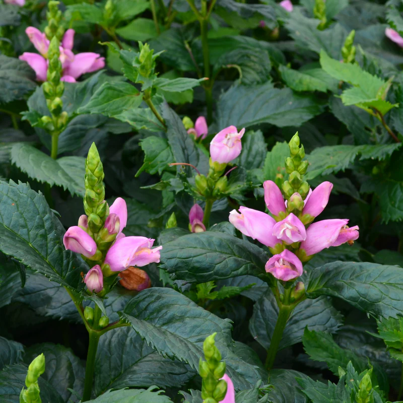 'Hot Lips' Pink Turtlehead (Chelone) - Image 6