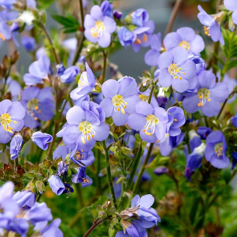 'Hurricane Ridge' Jacob's Ladder (Polemonium)