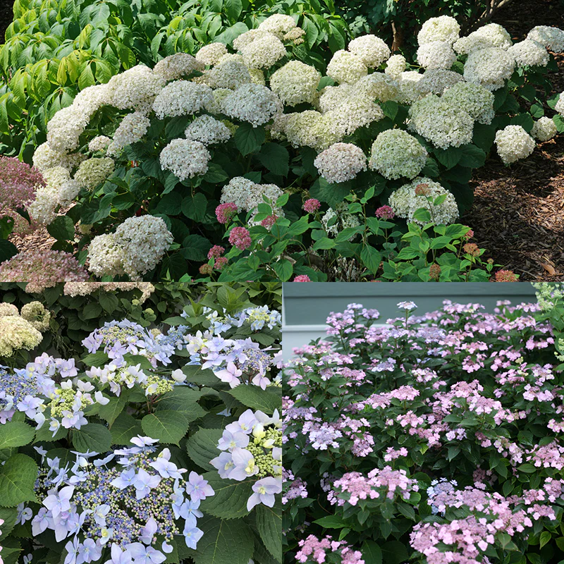 Hydrangeas for Small Spaces Collection
