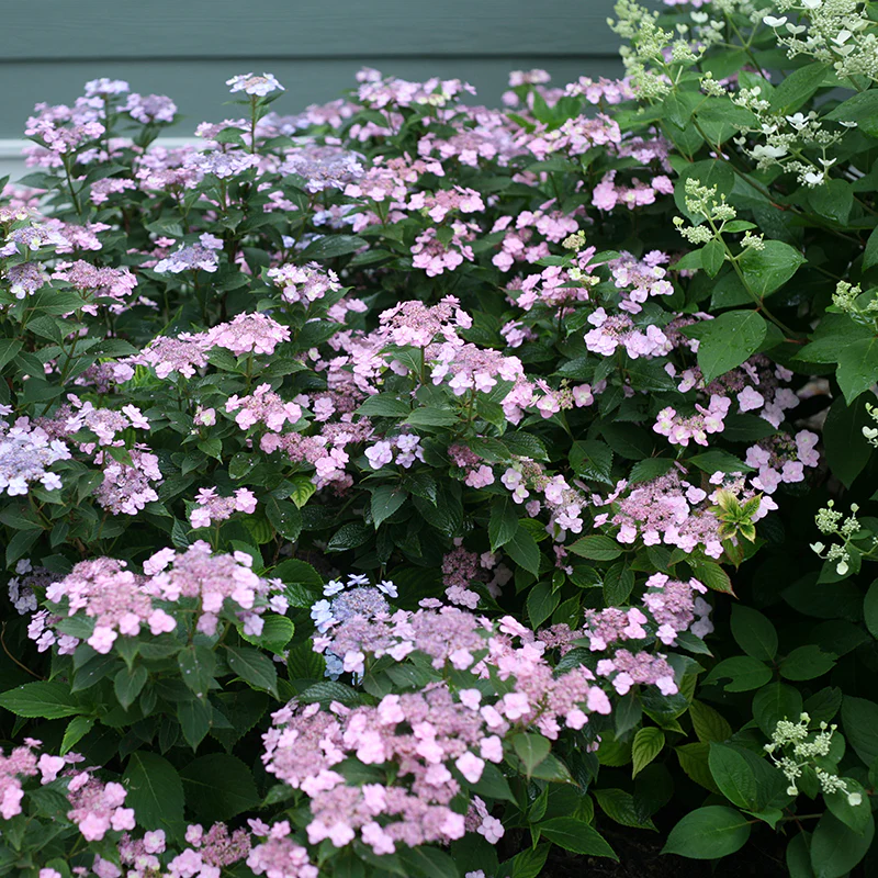 Hydrangeas for Small Spaces Collection - Image 4