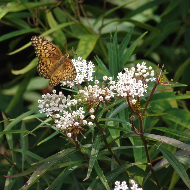 'Ice Ballet' Swamp Milkweed (Asclepias)