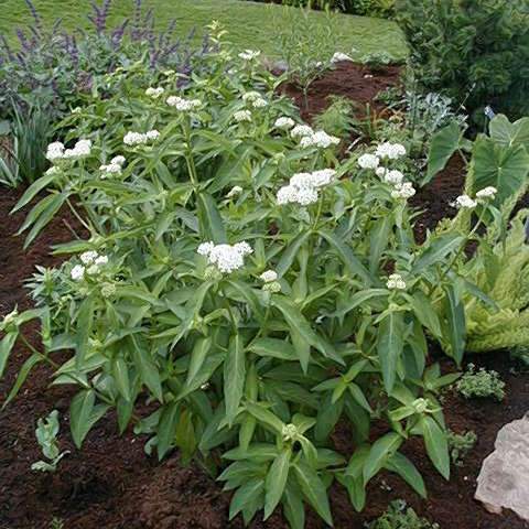 'Ice Ballet' Swamp Milkweed (Asclepias) - Image 6