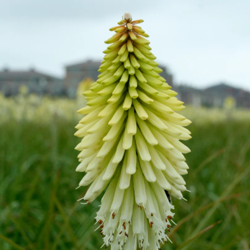 'Ice Queen' Red Hot Poker (Kniphofia) - Image 4