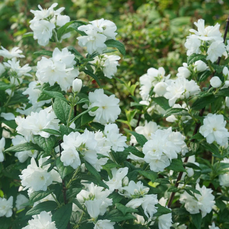 Illuminati Arch® Mock Orange