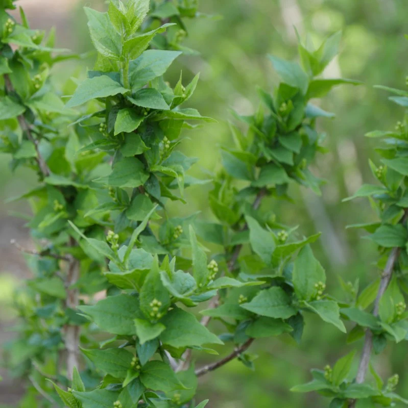 Illuminati Arch® Mock Orange - Image 3