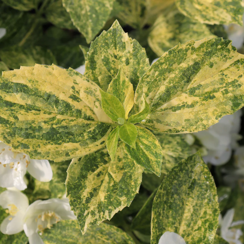Illuminati Sparks™ Mock Orange (Philadelphus) - Image 2