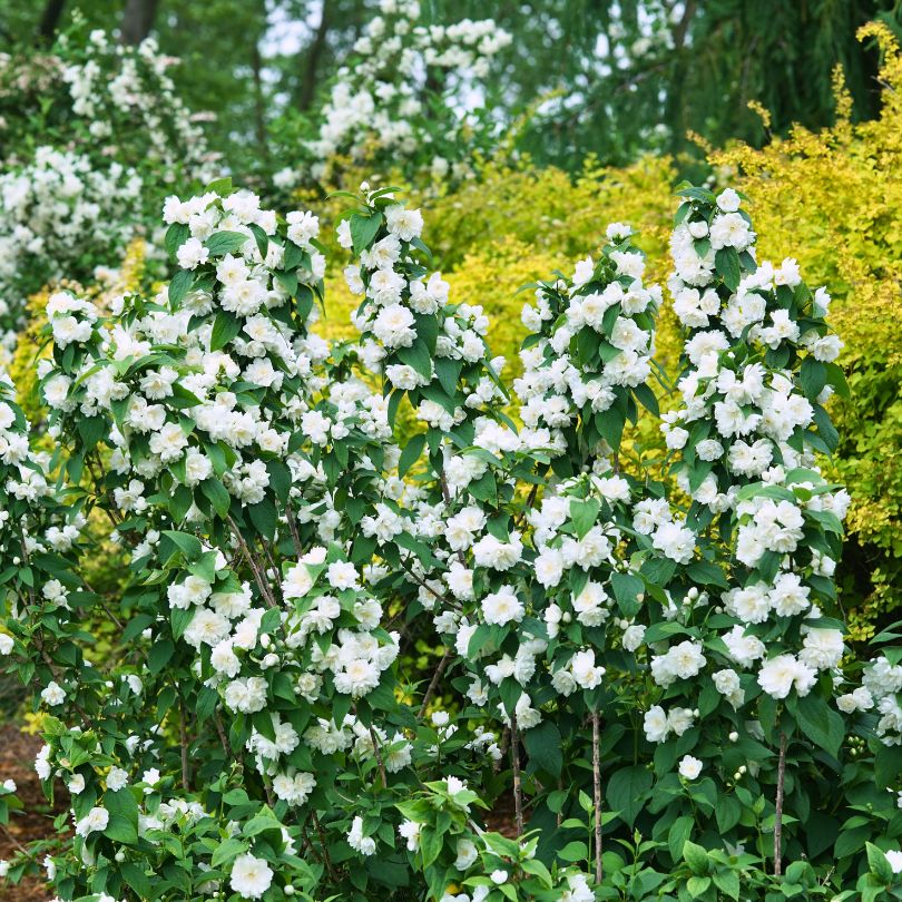 Illuminati Spice® Mock Orange (Philadelphus)