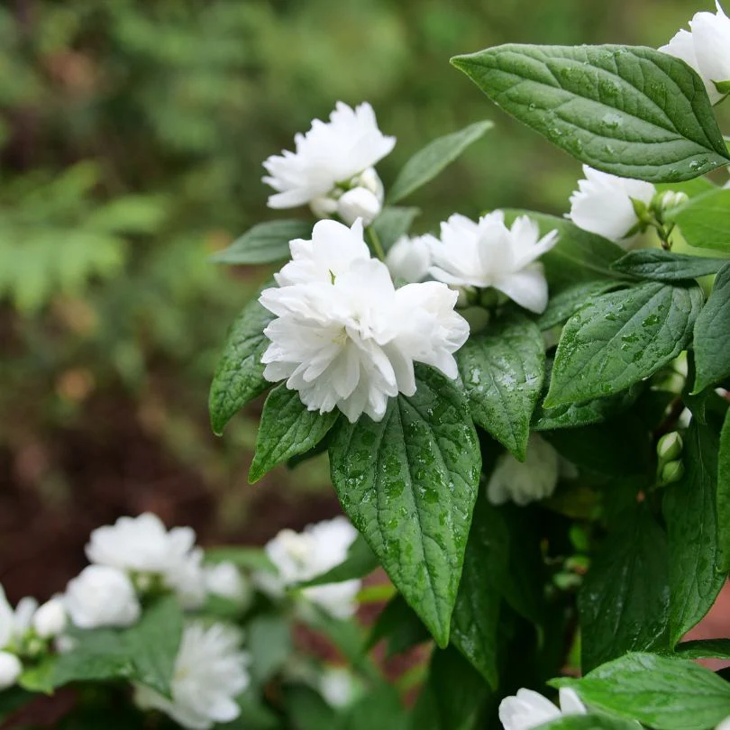 Illuminati Spice® Mock Orange (Philadelphus) - Image 2