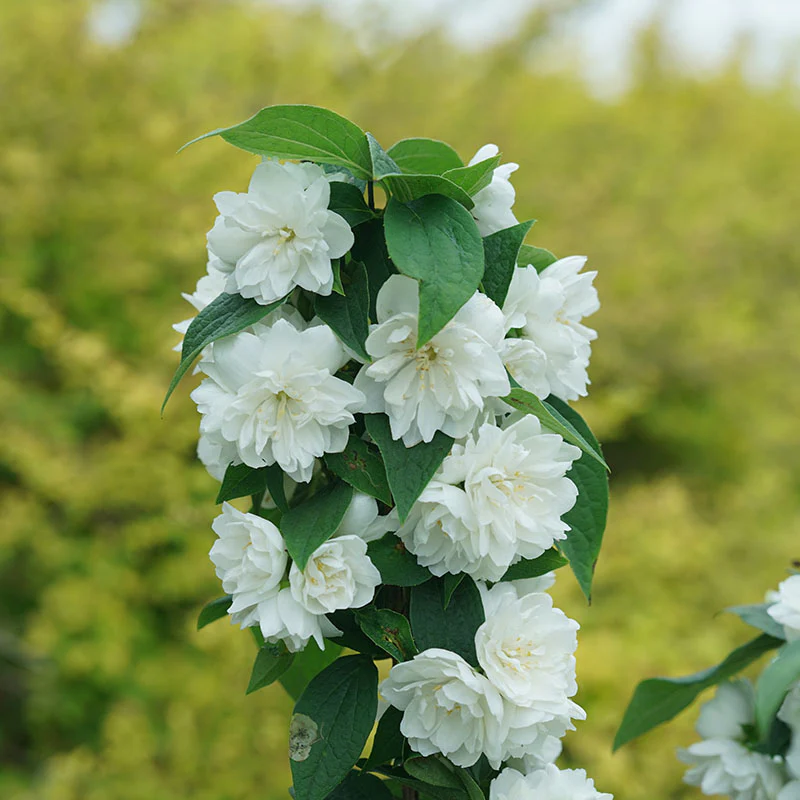 Illuminati Spice® Mock Orange (Philadelphus) - Image 6