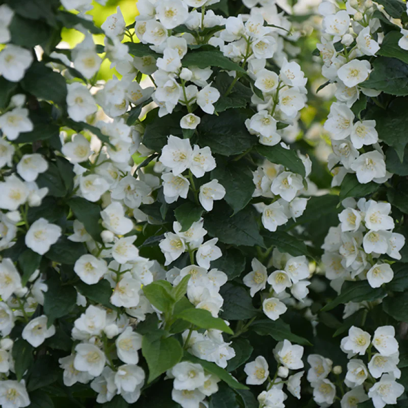 Illuminati Tower® Mock Orange (Philadelphus)