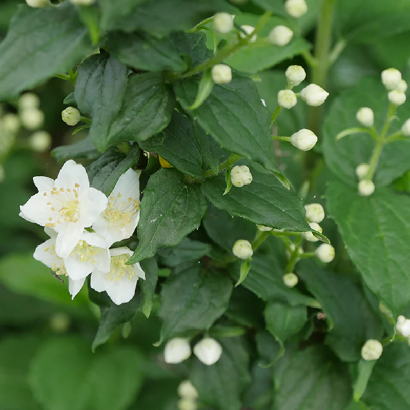 Illuminati Tower® Mock Orange (Philadelphus) - Image 2