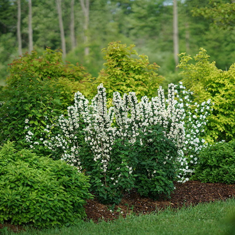 Illuminati Tower® Mock Orange (Philadelphus) - Image 3