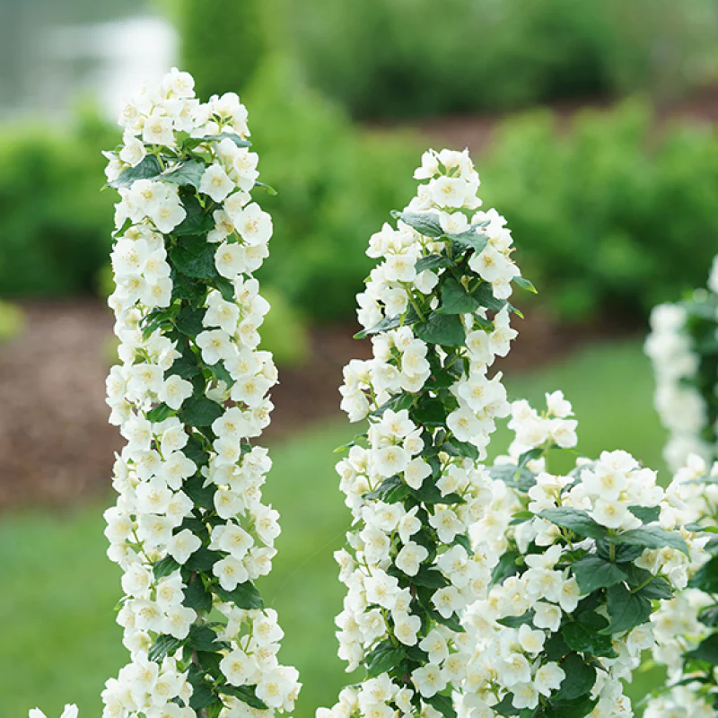 Illuminati Tower® Mock Orange (Philadelphus) - Image 4