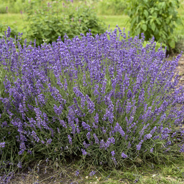 'Imperial Gem' Lavender (Lavandula)
