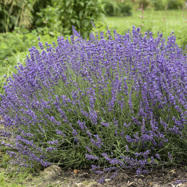 'Imperial Gem' Lavender (Lavandula) - Image 2