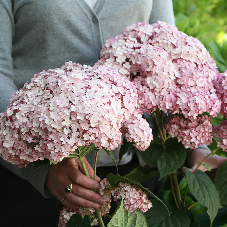 Incrediball® Blush Smooth Hydrangea