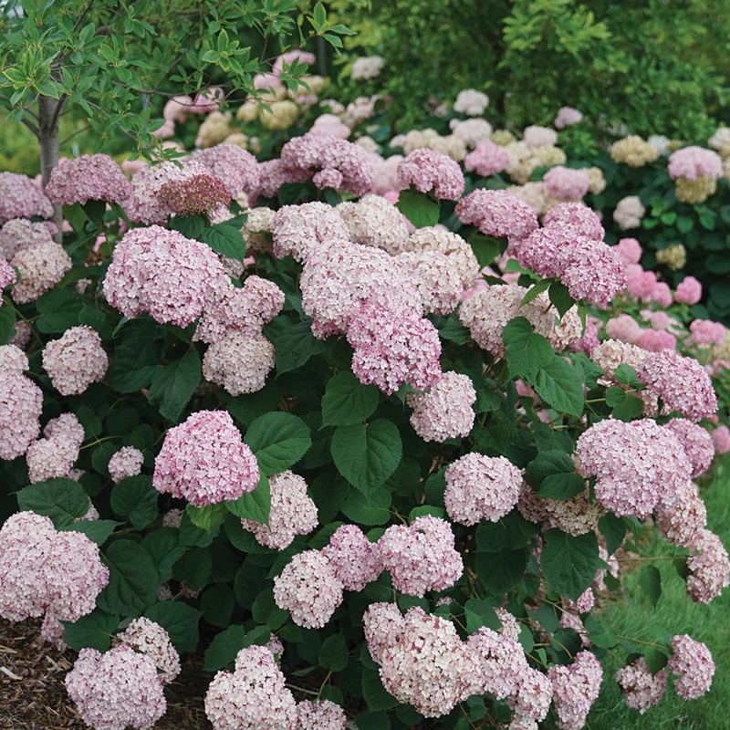 Incrediball® Blush Smooth Hydrangea - Image 2