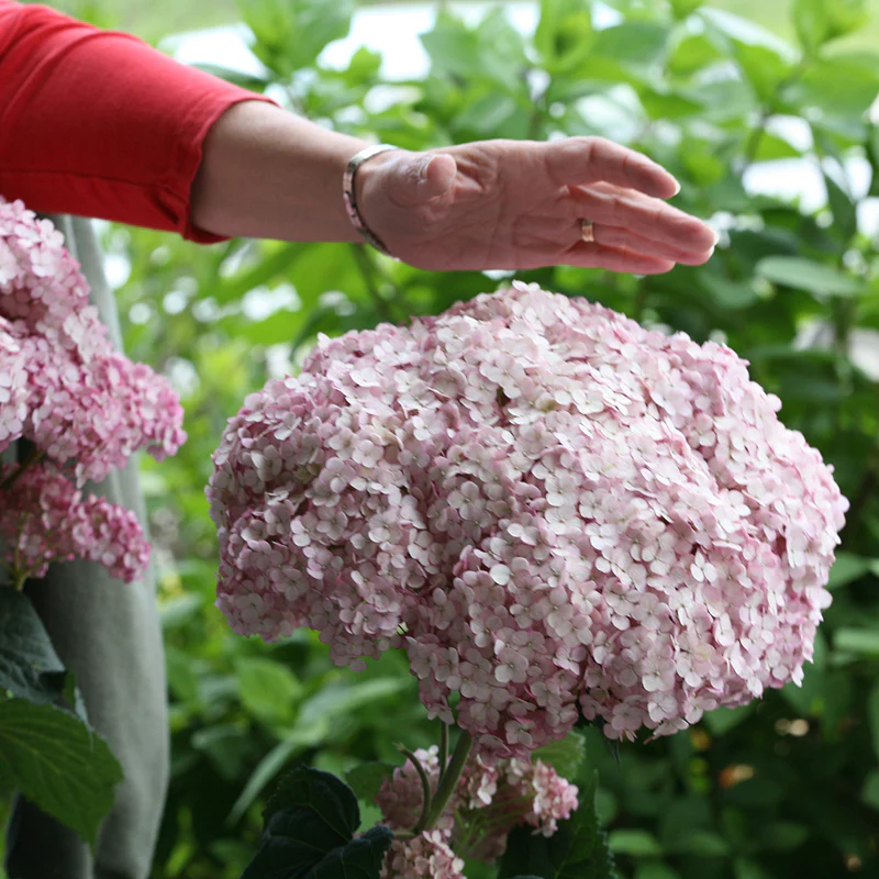 Incrediball® Blush Smooth Hydrangea - Image 5