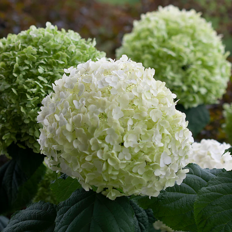 Incrediball® Smooth Hydrangea - Image 3