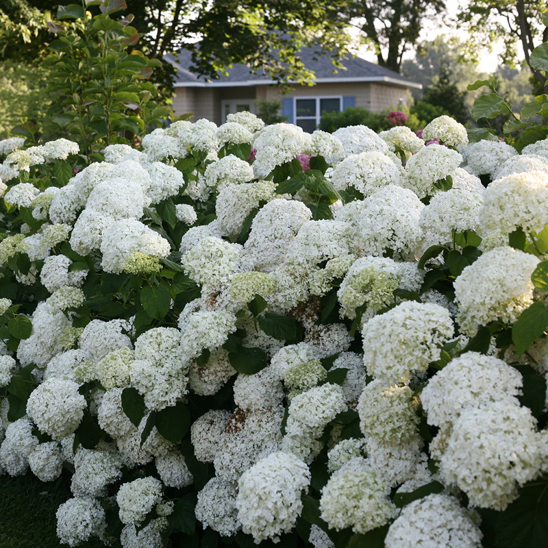 Incrediball® Smooth Hydrangea - Image 5