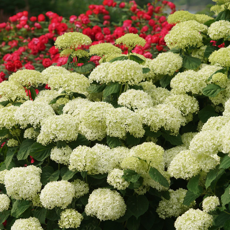 Incrediball Storm Proof™ Smooth Hydrangea