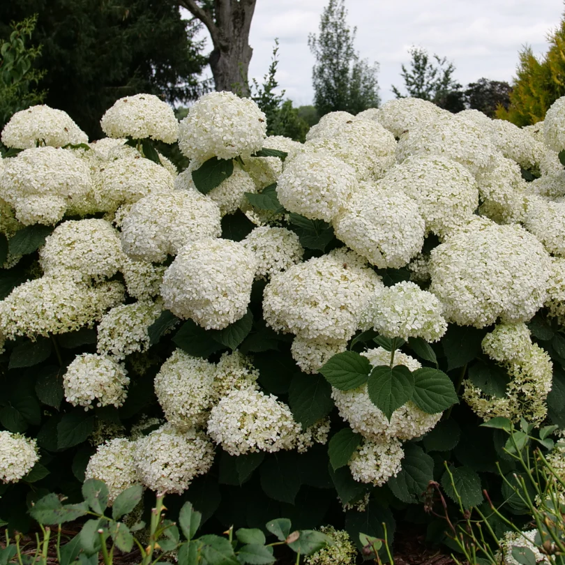 Incrediball Storm Proof™ Smooth Hydrangea - Image 2