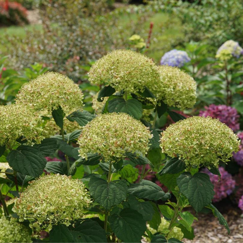 Incrediball Storm Proof™ Smooth Hydrangea - Image 4