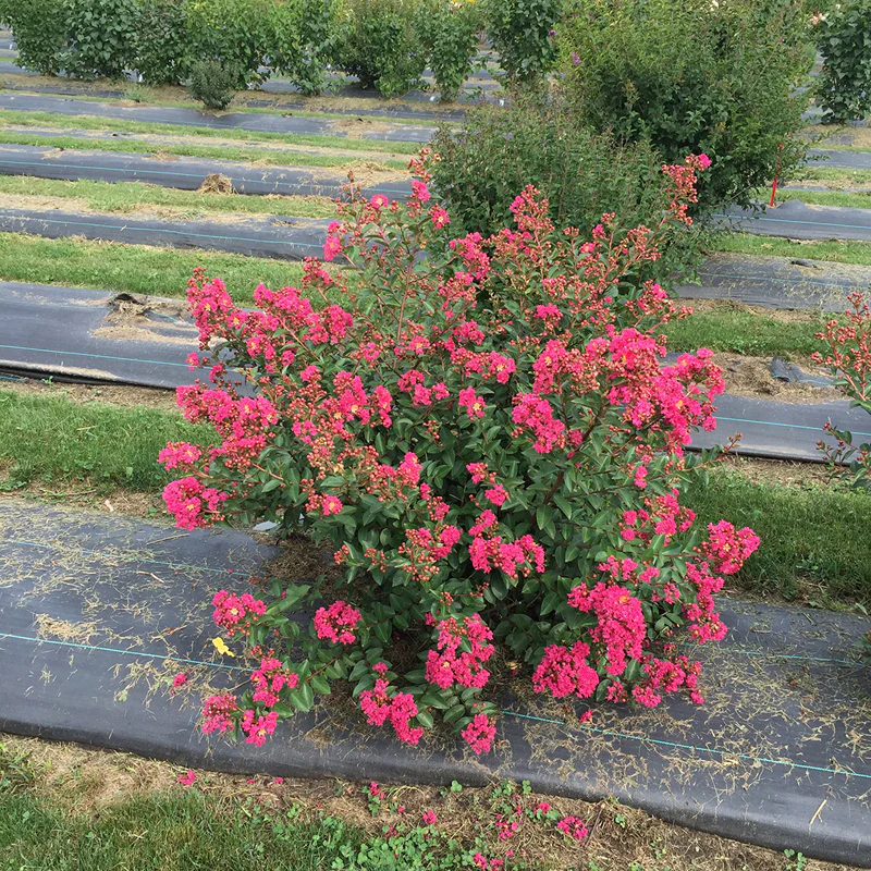 Infinitini® Magenta Crapemyrtle - Image 2