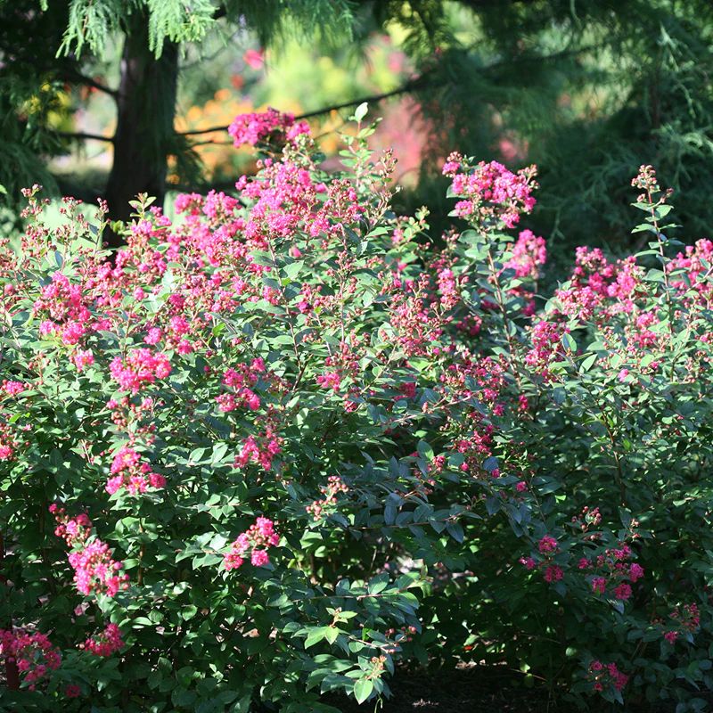 Infinitini® Magenta Crapemyrtle - Image 3