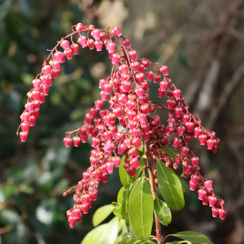 Interstella® Lily-of-the-Valley Shrub (Pieris)