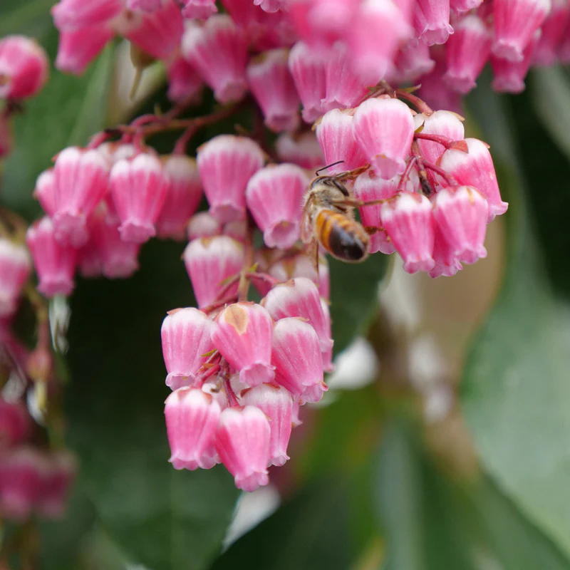 Interstella® Lily-of-the-Valley Shrub (Pieris) - Image 2