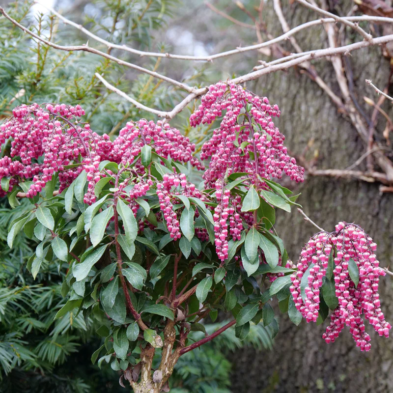 Interstella® Lily-of-the-Valley Shrub (Pieris) - Image 3