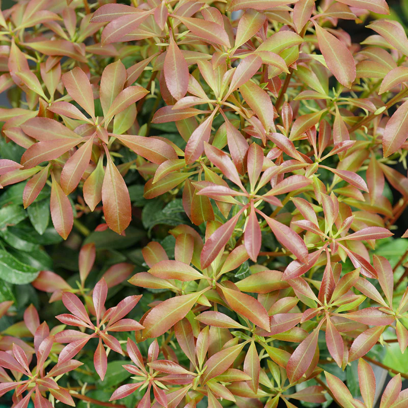 Interstella® Lily-of-the-Valley Shrub (Pieris) - Image 4