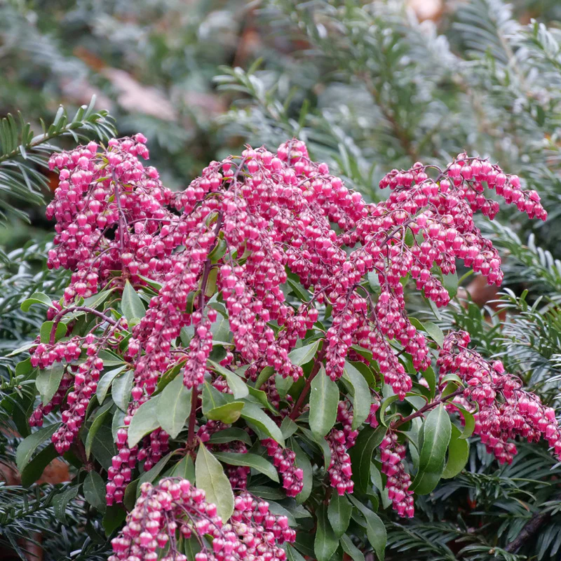 Interstella® Lily-of-the-Valley Shrub (Pieris) - Image 6