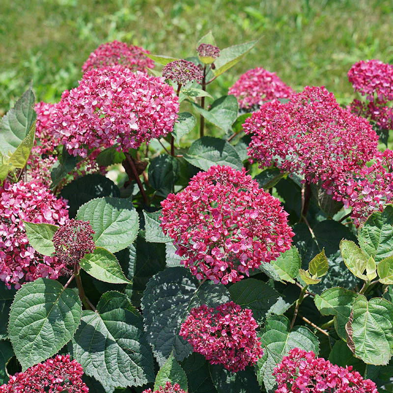 Invincibelle Garnetta® Smooth Hydrangea - Image 2