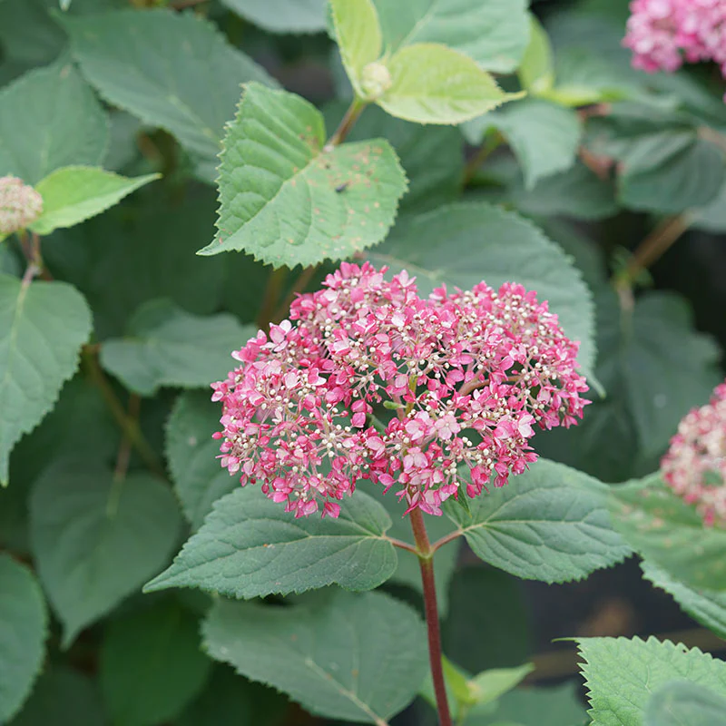 Invincibelle Garnetta® Smooth Hydrangea - Image 3