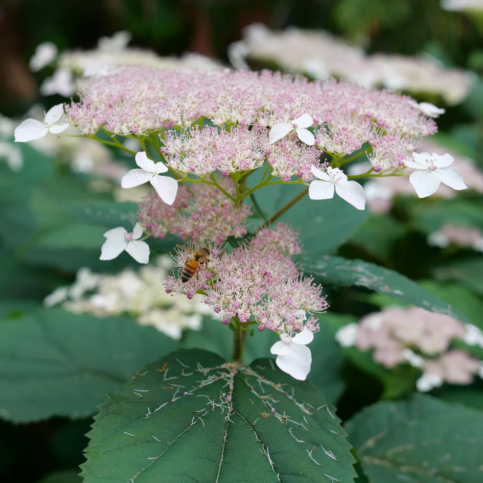 Invincibelle Lace™ Smooth Hydrangea