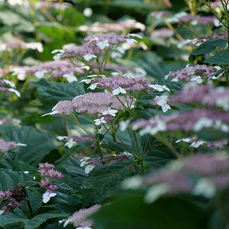 Invincibelle Lace™ Smooth Hydrangea - Image 2