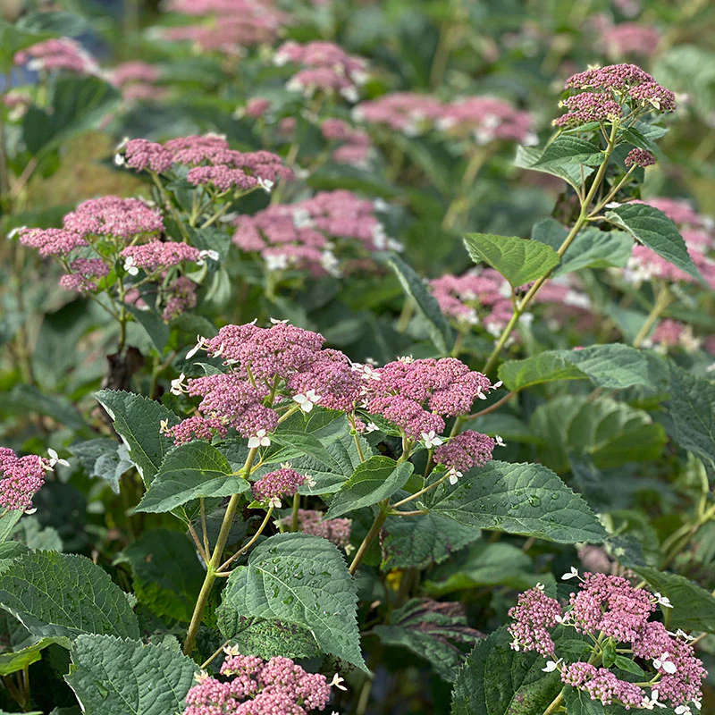 Invincibelle Lace™ Smooth Hydrangea - Image 3