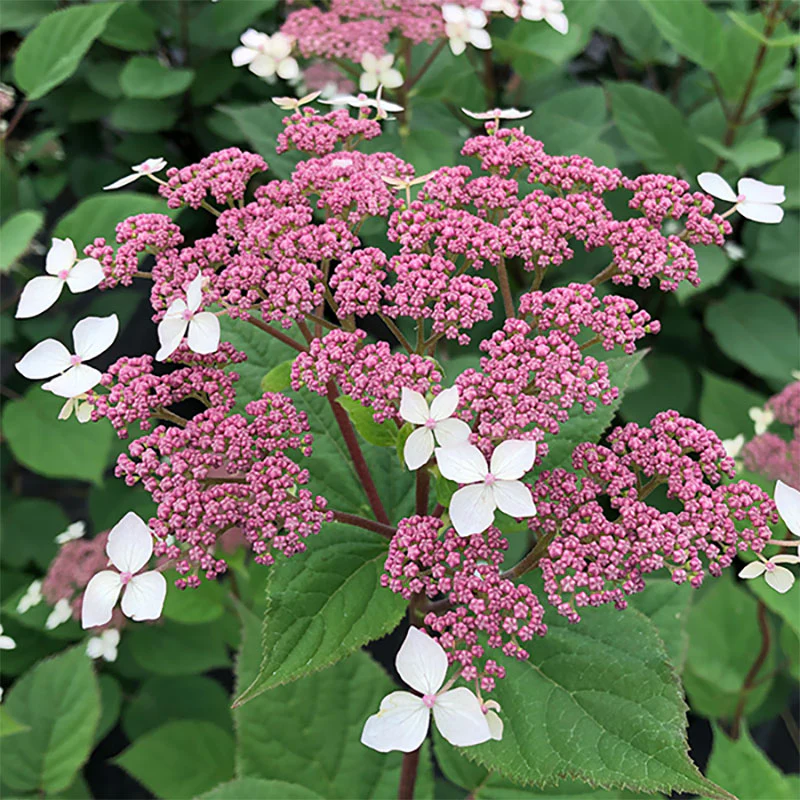 Invincibelle Lace™ Smooth Hydrangea - Image 4